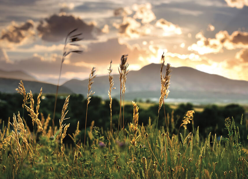 Field and mountains