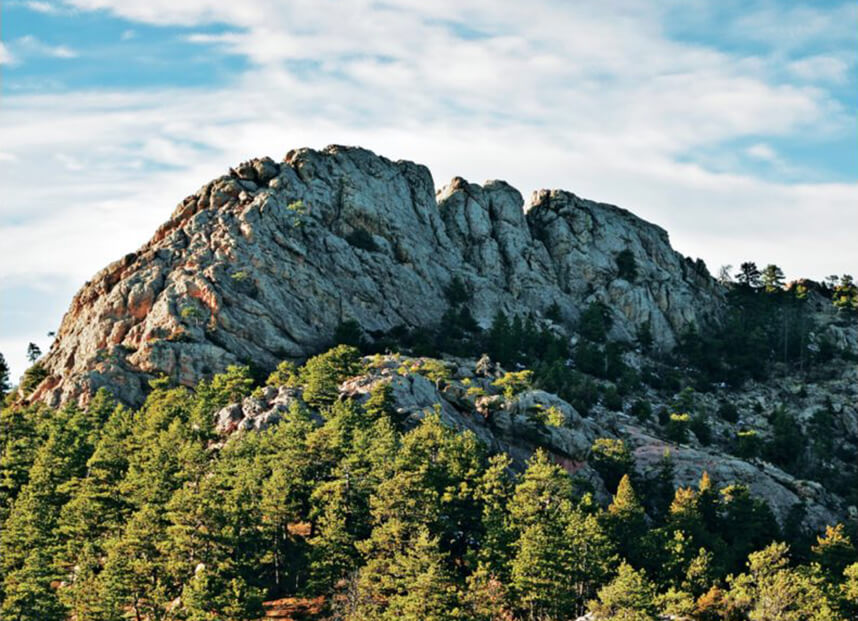 forest in Fort Collins, CO