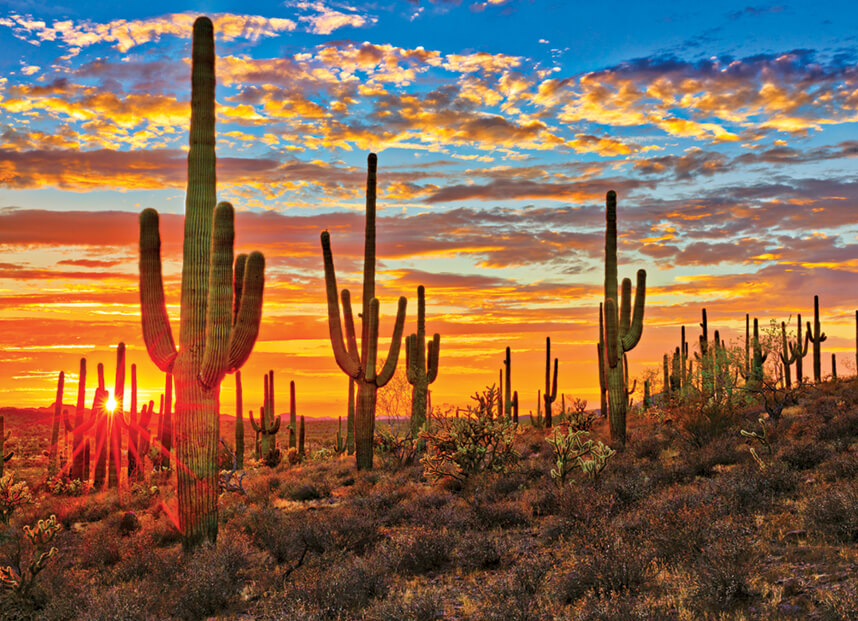 Cactuses